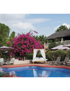 Cama balinesa de madera reclinable 2